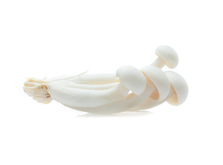 white beech mushroom or Shimeji mushroom on white background