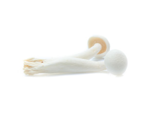 white beech mushroom or Shimeji mushroom on white background