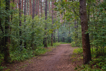 Smoke from a fire over trees in a forest. Danger of fire in the forest.