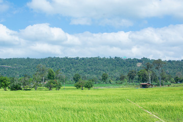 Green fields and clear skies