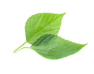 Obraz premium green leaf isolated on a white