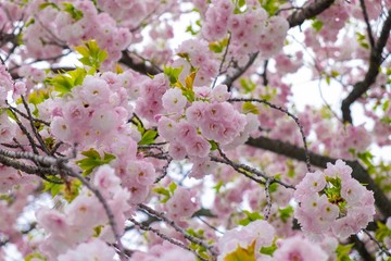 cherry blossom in garden of Japan