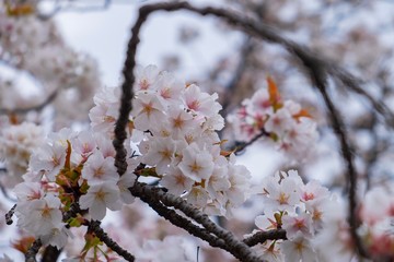 Closed up of cherry blossom in spring