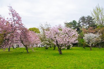 blooming cherry blossom in the garden