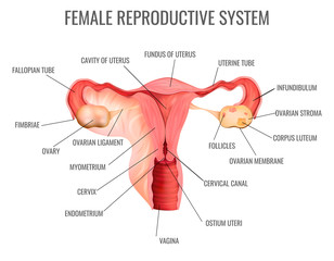 Female Reproductive System - obrazy, fototapety, plakaty