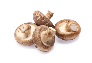 Shiitake mushroom on the White background
