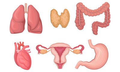 Realistic Human Organs Vector Set. Anatomy of the Body