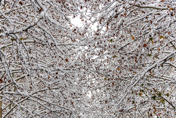 Snowfall in nature, Background Snow on the tree branches. Winter View of trees and dry leaf covered with snow.