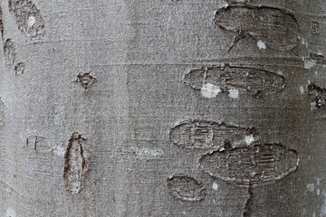 Tree bark texture of Fagus sylvatica or European beech