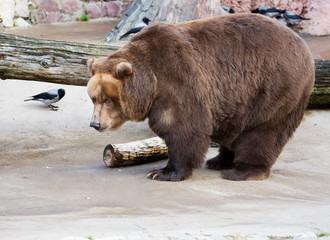 Brown bear.  It is one of the largest terrestrial predators. The weight of the forest dweller...