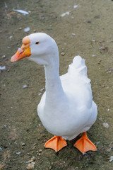 close up of white goose on the farm