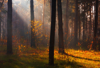 Walk in the woods. Pleasant autumn weather. Sun rays play in the branches of trees.