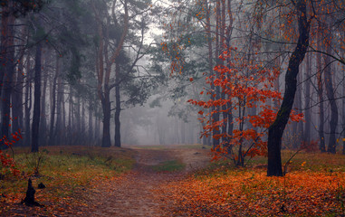 Forest. Autumn. Fog. Autumn painted leaves with its magical colors. Morning fog makes the forest mysterious and magical.