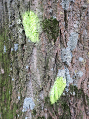 yellow paint and moss on the trunk of a tree in the park