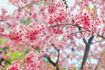 Fototapeta premium Vintage sakura or cherry blossom