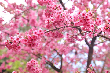 Vintage sakura or cherry blossom