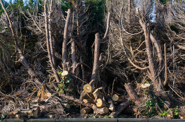 Pruned old arborvitaes,thujas or cedars trees