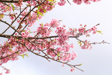 Vintage sakura or cherry blossom