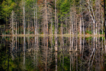 Karagöl / Artvin, the natural wonder of the Black Sea