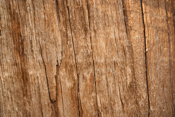 broken tree wood texture for background