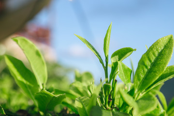 Fresh tea  leaves.