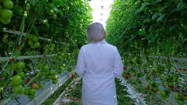 Young Woman Looking at Tomato Plant in Greenhouse