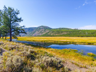 Madison River in Yellowstone National Park