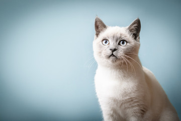 Charming mature British blue kitten with a gaze and determination