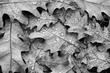 fallen oak leaves in drops of water black and white. autumn fallen leaves texture background