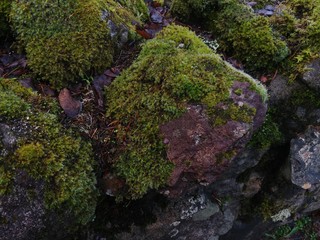 moss on rock