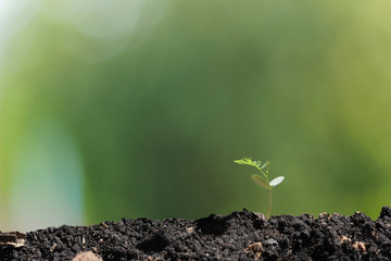 agriculture plant seeding growing step concept in garden