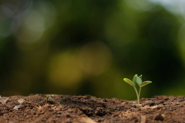 Agriculture. Growing plants. Plant seedling