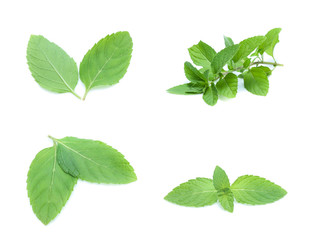 mint leaves isolated isolated on white (set  mix   collection)