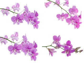 set of pink orchid flowers isolated on white background