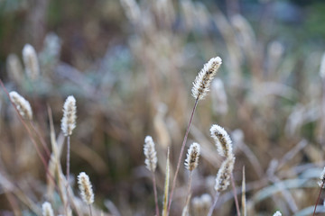 delicately winter grass with hoarfrost