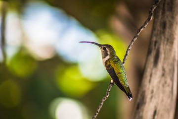 colibrí
