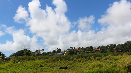 Idyllic Caribbean dwelling among lush greenery (Guadeloupe, Basse-Terre, France)