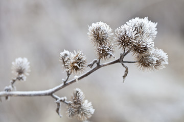 Delicate frosted plants on a cold winter day