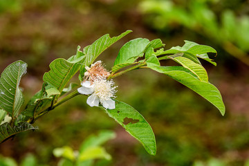 Background image of  trees and  flowers