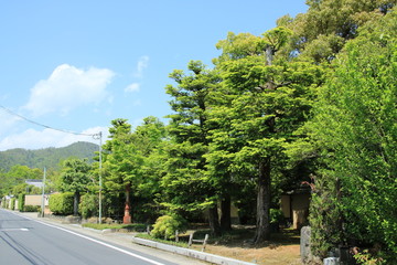 Fototapeta na wymiar 京都　嵯峨野の風景