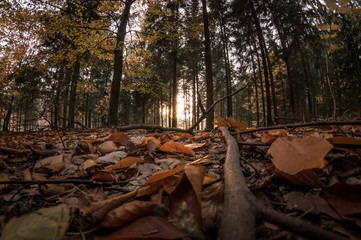Wide angle shot of colorful autumn trees and leaves in central Europe