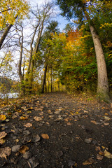 Wide angle shot of colorful autumn trees and leaves in central Europe