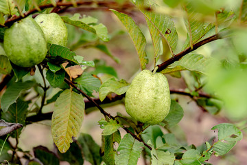Fresh guava fruit on guava tree