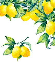 watercolor lemon branch on white background - 299040400