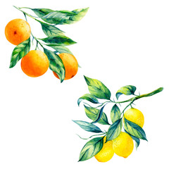 watercolor lemon and orange branch on white background - 299040438