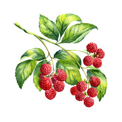 Watercolor raspberries branch on white background