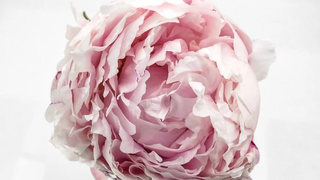 Beautiful pink Peony background. Blooming peony flower open, time lapse, close-up. Wedding backdrop, Valentine's Day concept. video timelapse