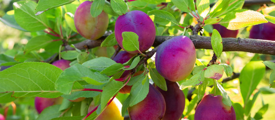 Juicy ripe berry plum on a tree branch on a sunny summer day, concept of ecology with copy space