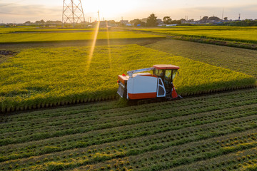 稲刈り