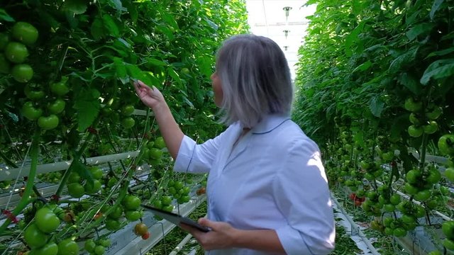 Young Woman Looking at Tomato Plant in Greenhouse